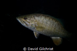 A Smallmouth Bass in the Lower Niagara River. by David Gilchrist 